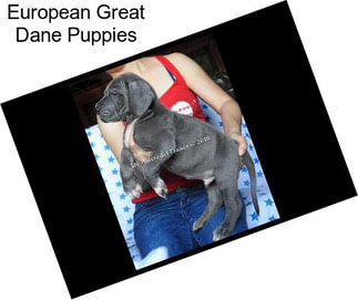 European Great Dane Puppies