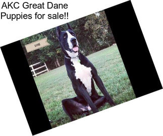 AKC Great Dane Puppies for sale!!