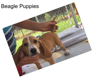 Beagle Puppies