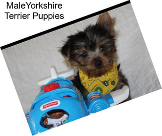 MaleYorkshire Terrier Puppies