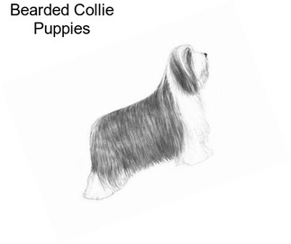 Bearded Collie Puppies