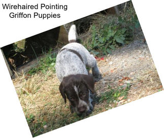 Wirehaired Pointing Griffon Puppies