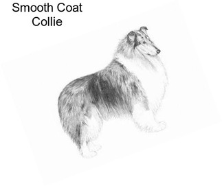 Smooth Coat Collie