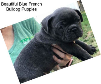 Beautiful Blue French Bulldog Puppies