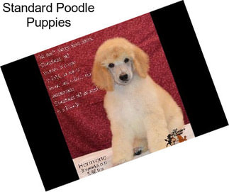 Standard Poodle Puppies