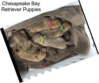 Chesapeake Bay Retriever Puppies