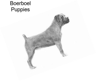 Boerboel Puppies