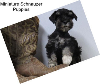 Miniature Schnauzer Puppies