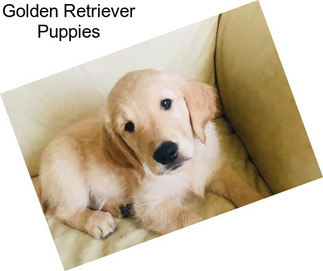 Golden Retriever Puppies