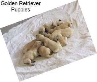 Golden Retriever Puppies