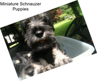 Miniature Schnauzer Puppies