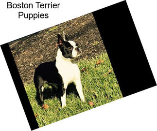 Boston Terrier Puppies