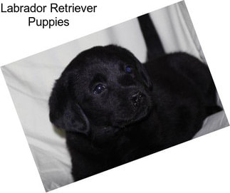 Labrador Retriever Puppies