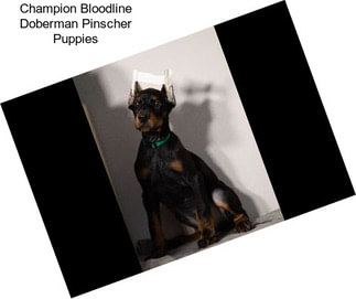 Champion Bloodline Doberman Pinscher Puppies