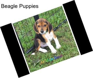 Beagle Puppies