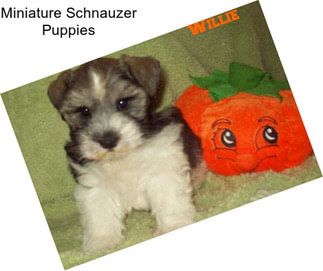 Miniature Schnauzer Puppies