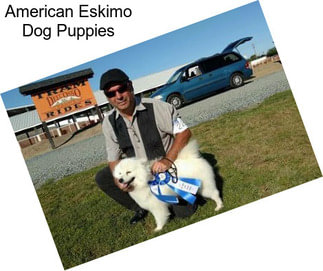 American Eskimo Dog Puppies