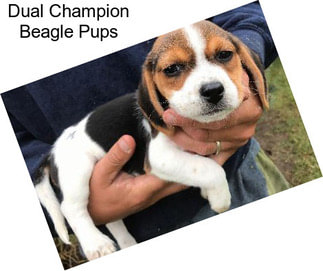 Dual Champion Beagle Pups