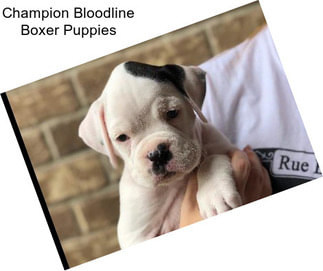 Champion Bloodline Boxer Puppies