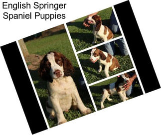 English Springer Spaniel Puppies