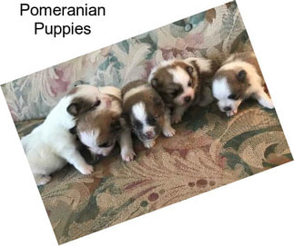 Pomeranian Puppies