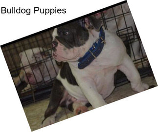 Bulldog Puppies