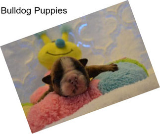 Bulldog Puppies