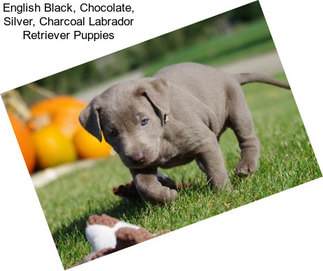 English Black, Chocolate, Silver, Charcoal Labrador Retriever Puppies