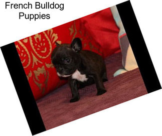 French Bulldog Puppies