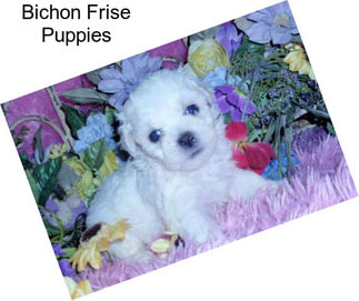 Bichon Frise Puppies