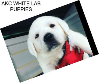 AKC WHITE LAB PUPPIES