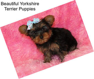 Beautiful Yorkshire Terrier Puppies