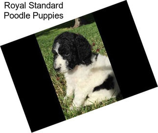 Royal Standard Poodle Puppies
