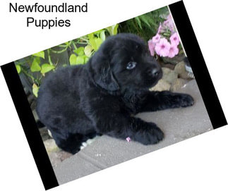 Newfoundland Puppies