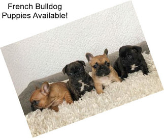 French Bulldog Puppies Available!