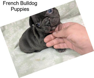 French Bulldog Puppies