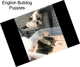 English Bulldog Puppies