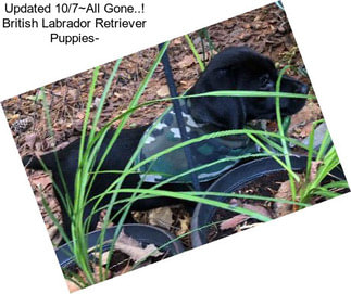 Updated 10/7~All Gone..! British Labrador Retriever Puppies-