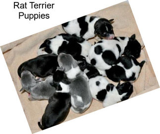 Rat Terrier Puppies