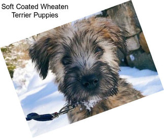 Soft Coated Wheaten Terrier Puppies