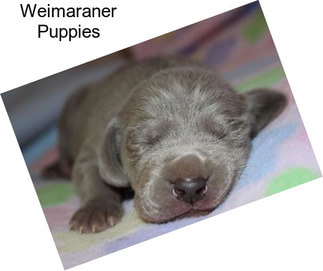 Weimaraner Puppies