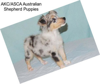AKC/ASCA Australian Shepherd Puppies