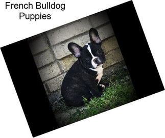 French Bulldog Puppies