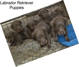 Labrador Retriever Puppies