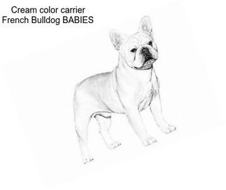 Cream color carrier French Bulldog BABIES