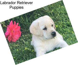 Labrador Retriever Puppies