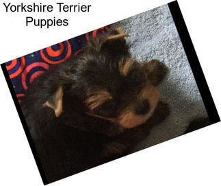 Yorkshire Terrier Puppies