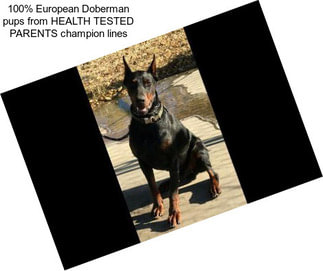 100% European Doberman pups from HEALTH TESTED PARENTS champion lines