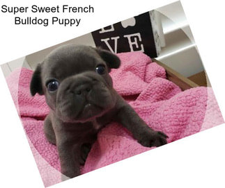 Super Sweet French Bulldog Puppy