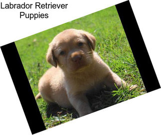 Labrador Retriever Puppies